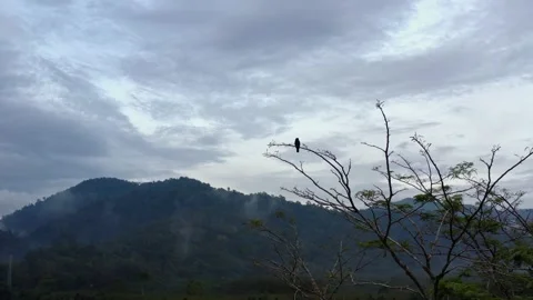 Bird sitting in a tree. 動画素材 130192120