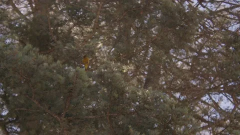 Bird sitting up in tree Stock Footage 204872057
