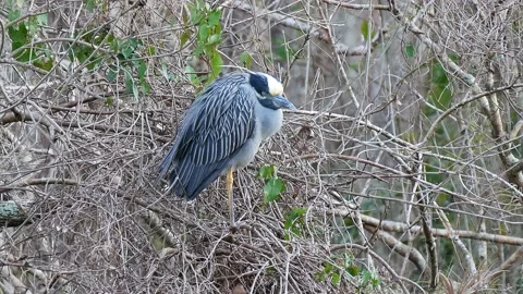 A Bird Sitting in a Tree Stock Footage 231114112