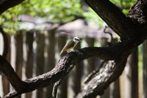 Bird sitting on a tree jacaranda Stock Photos