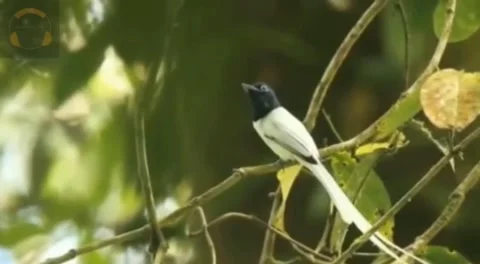 A bird sitting on a tree is not afraid of the branch breaking. Stock Footage 204795538
