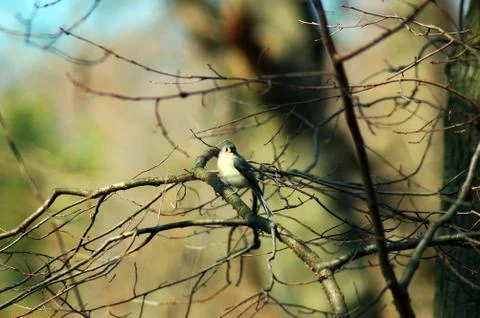 Bird Sitting in a Tree Stock Photos