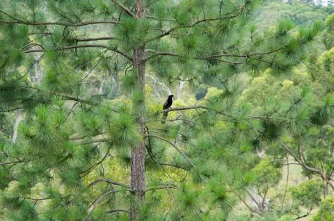 Bird sitting in a tree Stock Photos