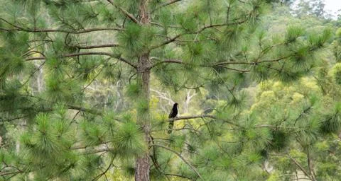 Bird sitting in a tree Stock Photos