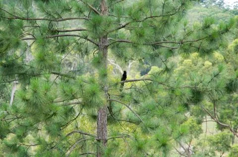 Bird sitting in a tree Stock Photos