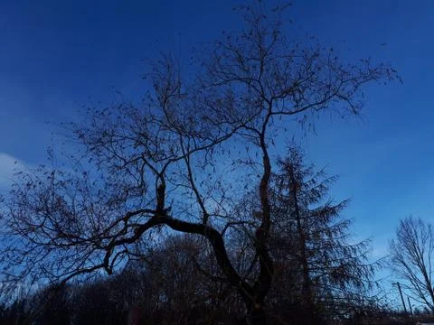 Bird sitting on a tree Stock Photos