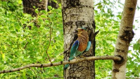 Bird sitting in the tree Stock Photos