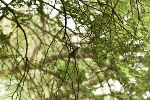 Bird sitting on tree 写真素材