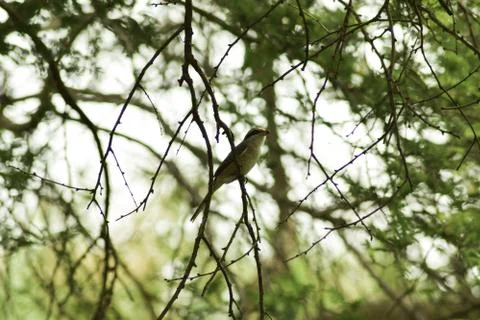 Bird sitting on tree Stock Photos
