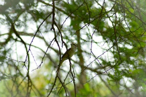 Bird sitting on tree Stock Photos