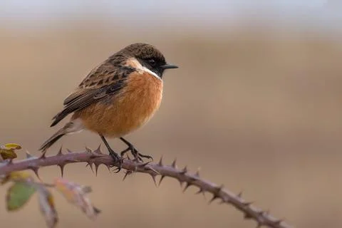 Bird is sitting on the tree of thorn Stock Photos