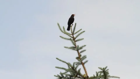 A bird sitting on tree top Vídeos de archivo 8525358