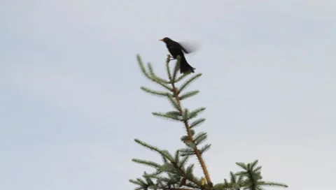 A bird sitting on tree top Vídeos de archivo 8525373