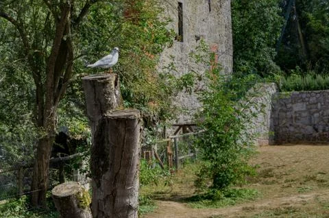 Bird sitting on a tree trunk 스톡 사진