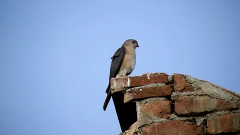 A bird is sitting on a wall. Stock Footage 151146123