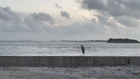 Bird sitting on the wall looking a the ocean Stock Footage 219958079