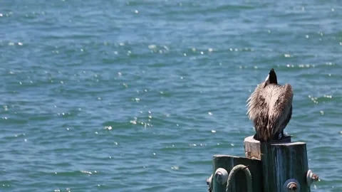 A bird that is sitting in the water Stock Footage 155397486