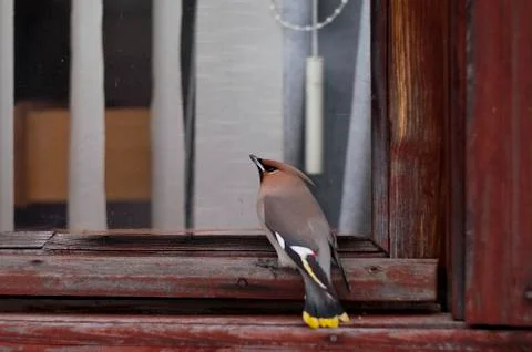 Bird sitting on the windowsil 库存照片