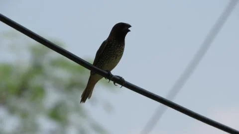 Bird sitting in a wire Stock Photos
