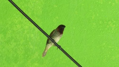 Bird sitting in a wire 写真素材