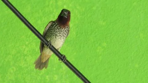 Bird sitting in a wire 写真素材