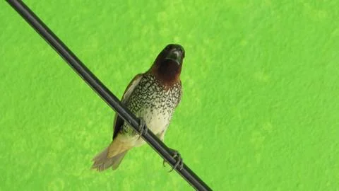 Bird sitting in a wire Stock Photos