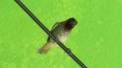 Bird sitting in a wire 写真素材