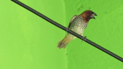 Bird sitting in a wire 写真素材