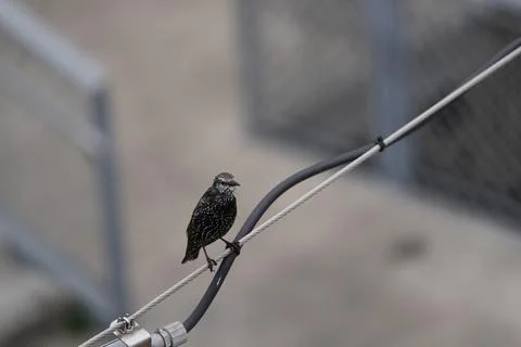 Bird sitting on a wire Stock Photos