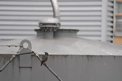 Bird sitting on a wire Stock Photos