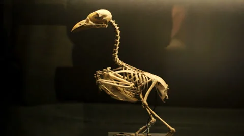Bird skeleton museum Stock Footage 39816950