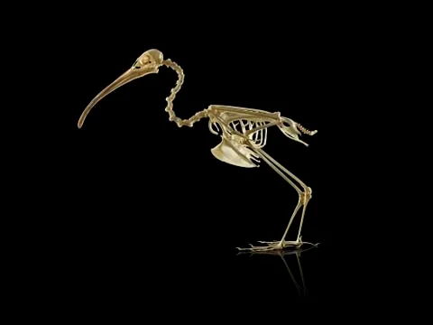 Bird skeleton Stock Photos