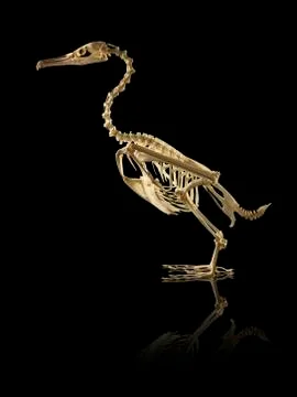 Bird skeleton Stock Photos