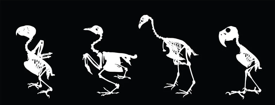 Bird skeleton set vector silhouette illustration isolated. Stock Illustration