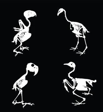 Bird skeleton set vector silhouette illustration isolated. Stock Illustration