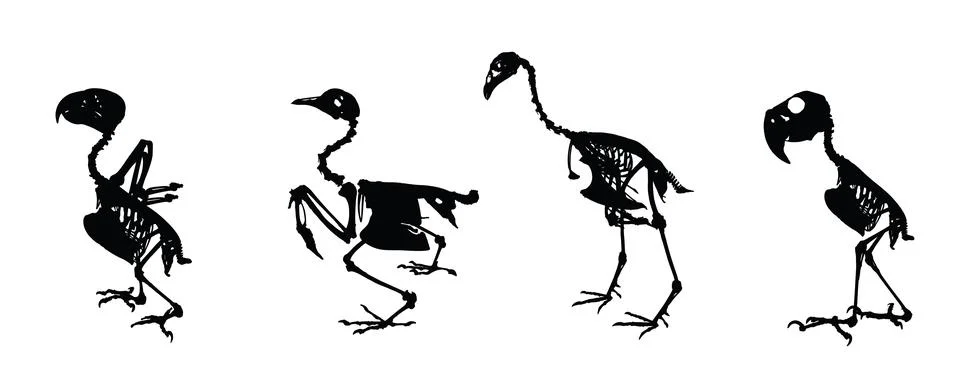 Bird skeleton set vector silhouette illustration isolated. Stock Illustration