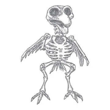 Bird skeleton. Witchcraft magic, occult attribute decorative element. Hand dr Stock Illustration