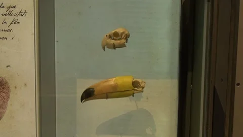Bird skulls beak toucan animals skeleton science museum CosmoCaixa Stock Footage 327217232