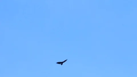 Bird in Sky 2 Stock Footage 79226544