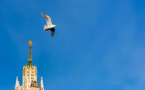 Bird on the sky background Stock Photos