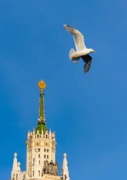 Bird on the sky background Stock Photos