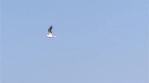 A bird in the sky 스톡 동영상 11287287
