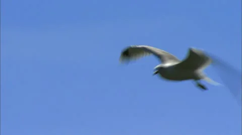 A bird in the sky Stock Footage 11297982