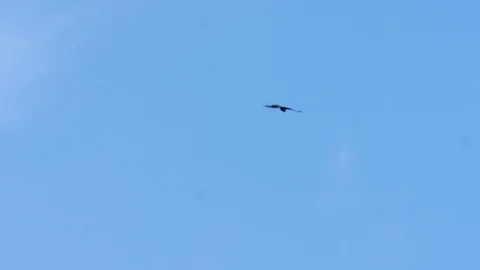 Bird in the sky Video stock 80219342