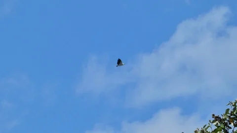 Bird in the Sky Stock Footage 115327916