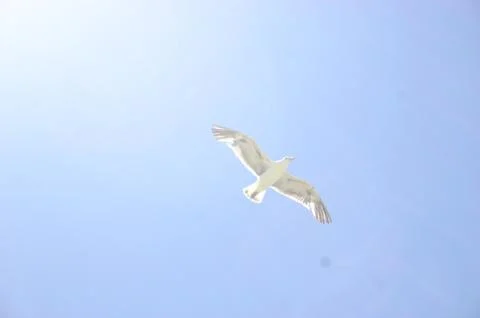 Bird In Sky Stock Photos