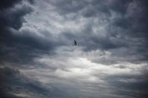 Bird in the Sky Stock Photos