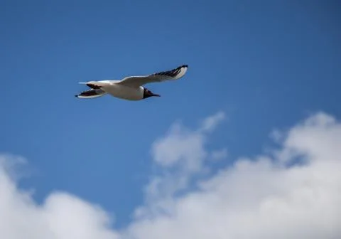 Bird in sky Stock Photos