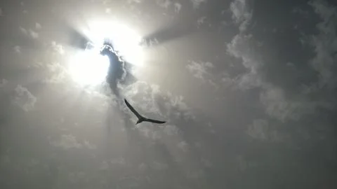 A bird on the sky Stock Photos