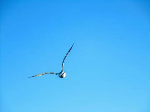 Bird in the sky Stock Photos